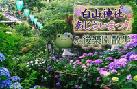 【男女共催】白山神社あじさい祭りに行き、後楽園まで散歩しよう【解説付き】