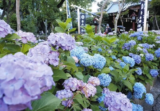 【あじさいフォトウォーク】白山神社で見頃のあじさいを見に行こう！