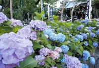 【あじさいフォトウォーク】白山神社で見頃のあじさいを見に行こう！