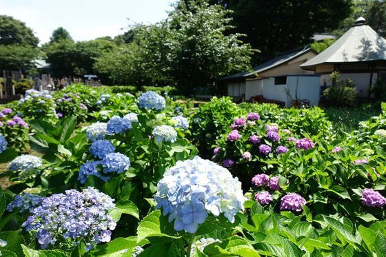 【20・30代限定】朝から神社巡り⛩‬ 堀之内妙法寺であじさいと花菖蒲を見よう🪻