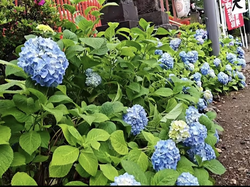 👘 6月13日【紫陽花】池上本願寺＆「古民家カフェ」の「街歩き＆夕涼」散策🌸