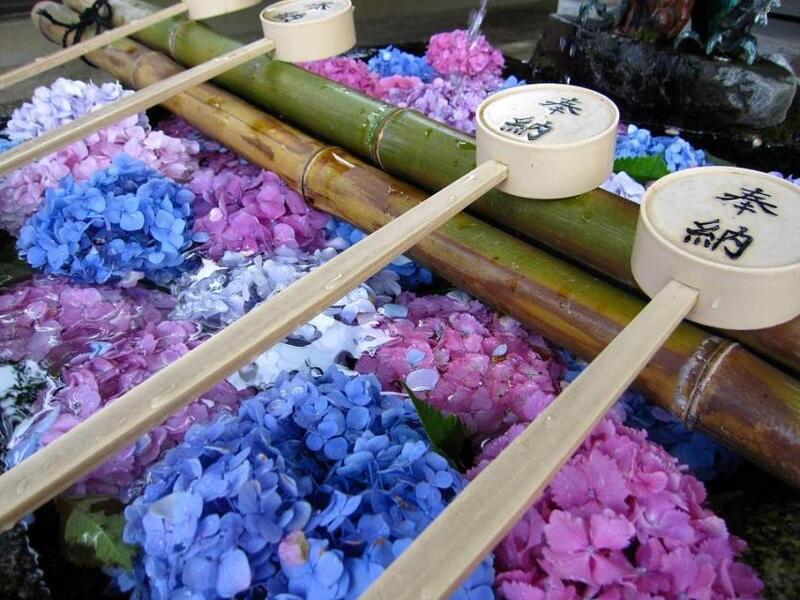 【あじさい苑】藤森神社で青絨毯に包まれる！