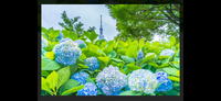 2名参加費無料隅田公園紫陽花と浅草寺にも行きます