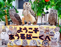 【30代中盤〜40代中心】池袋のイタリアンでランチ&動物カフェで動物達と触れ合う体験イベント