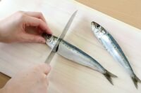 【20代30代💖女性限定】魚をさばいて、イワシのトマトパスタを作ろう🍝