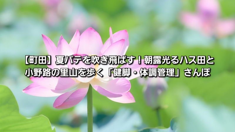 ​【町田】夏バテを吹き飛ばす！朝露光るハス田と小野路の里山を歩く「健脚・体調管理」さんぽ