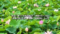 ​【町田】夏バテを吹き飛ばす！朝露光るハス田と小野路の里山を歩く「健脚・体調管理」さんぽ