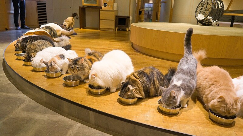 【新宿猫カフェMoCHA🐾】👩女性限定！癒やしの猫カフェタイムで日常リセット ✨