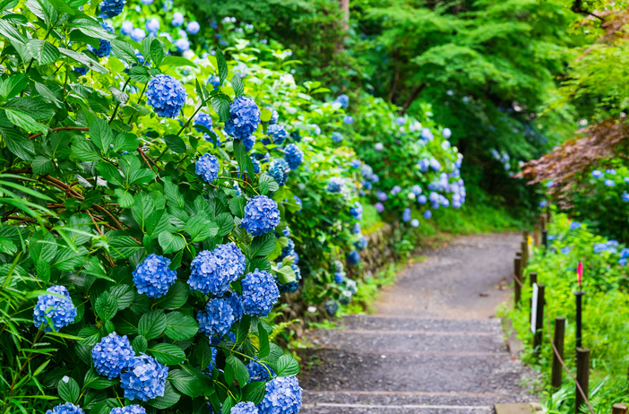 高幡不動、あじさい散策🌸関東随一、約250種類・約7800株ものあじさい