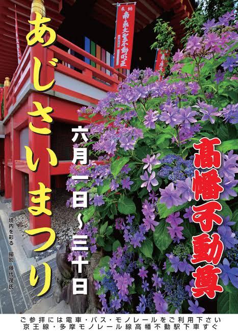 高幡不動あじさい散策🌸関東随一、約250種類・約7800株ものあじさい