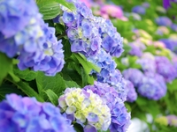 【緊急企画】関東屈指！☘️多摩エリア ~高幡不動あじさい散策💐約250種、約7800株🌸➕高幡不動尊絶景⛰️