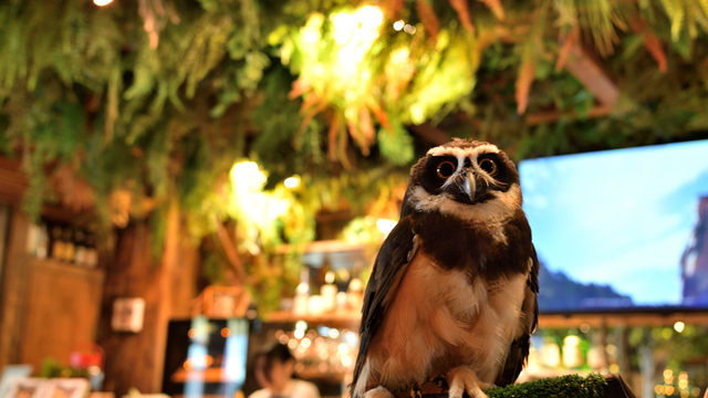 【女子限定】金曜夜のフクロウカフェバー🦉✨可愛いフクロウたちに癒やされながら、お疲れ様カフェ女子会☕️＠新宿