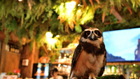 【💖女性限定】金曜夜のフクロウカフェバー🦉✨可愛いフクロウたちに癒やされながら、お疲れ様カフェ女子会☕️＠新宿