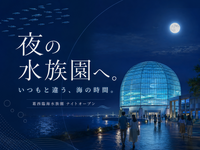 【期間限定】夜の水族園で夕涼み、海の生き物と夏のひんやり時間を楽しもう🐟✨