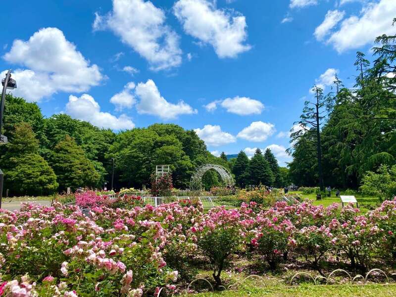 【20代・30代限定】明治神宮＆代々木公園🌿都会のオアシスをゆるっとお散歩しながら友達を作ろうの会