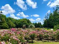 【20代・30代限定】明治神宮＆代々木公園🌿都会のオアシスをゆるっとお散歩しながら友達を作ろうの会