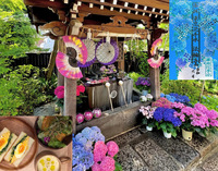 【限定紫陽花切り絵御朱印を頂こう！】6/27 13時　早稲田　法輪寺！参加費還元！【参拝後はオーガニックカフェへ！】