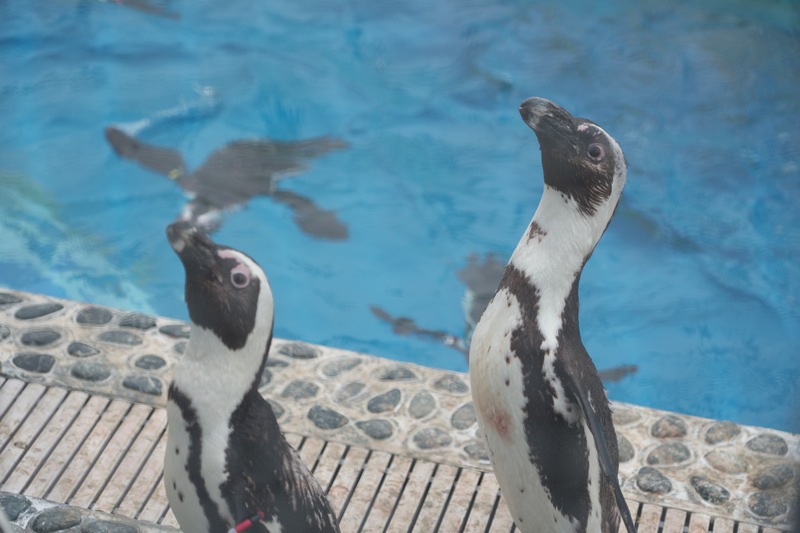 葛西臨海水族園でみんなで写真を撮ろう！🐟🐧📸
