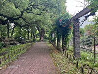 🚶🏻【日比谷公園】朝さんぽ と カフェトーク