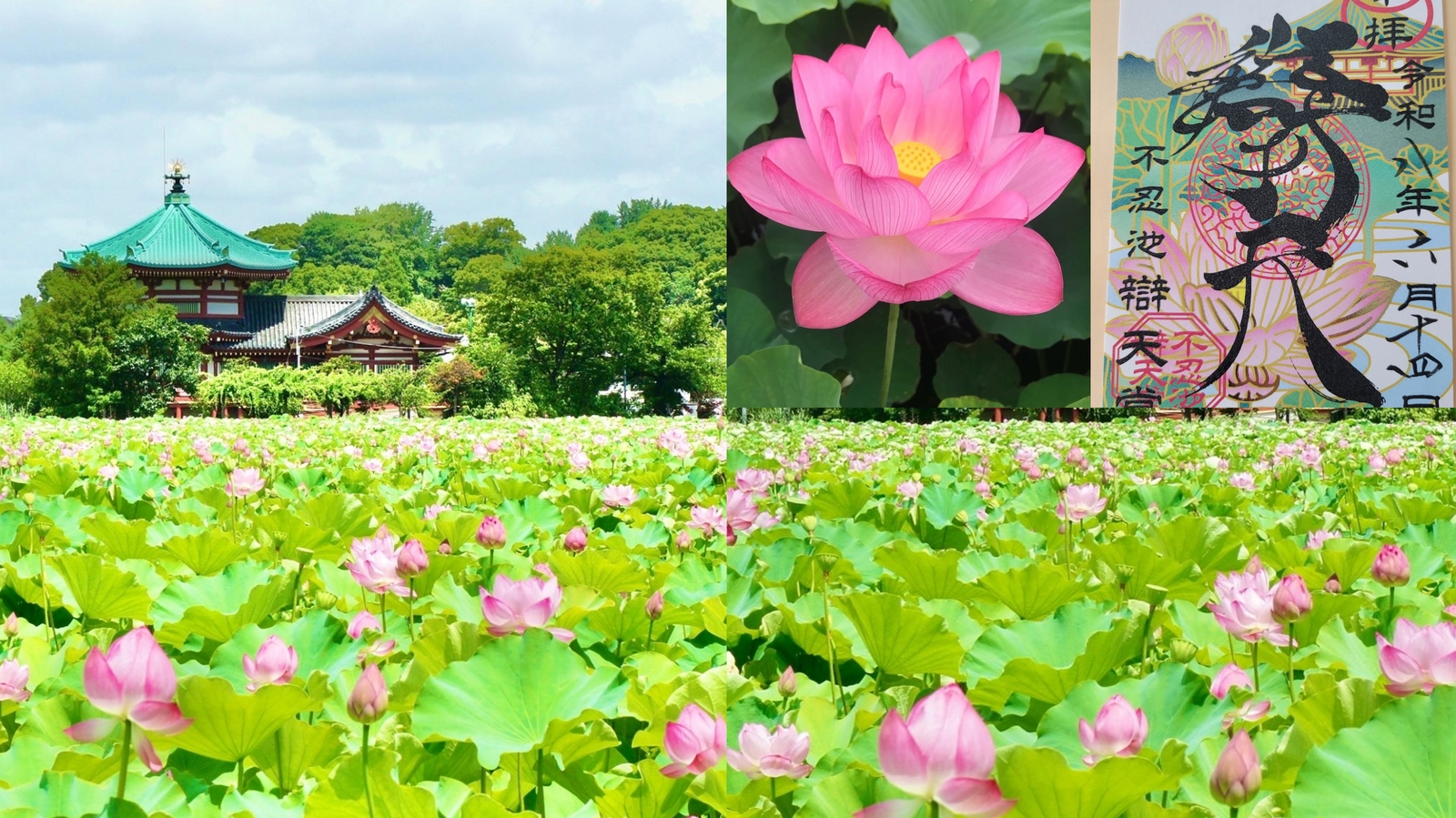 【女性主催】上野の不忍池辯天堂で咲く蓮の花を見に行こう！