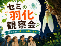 闇に浮かぶ美しい神秘の世界｜セミの羽化観察会