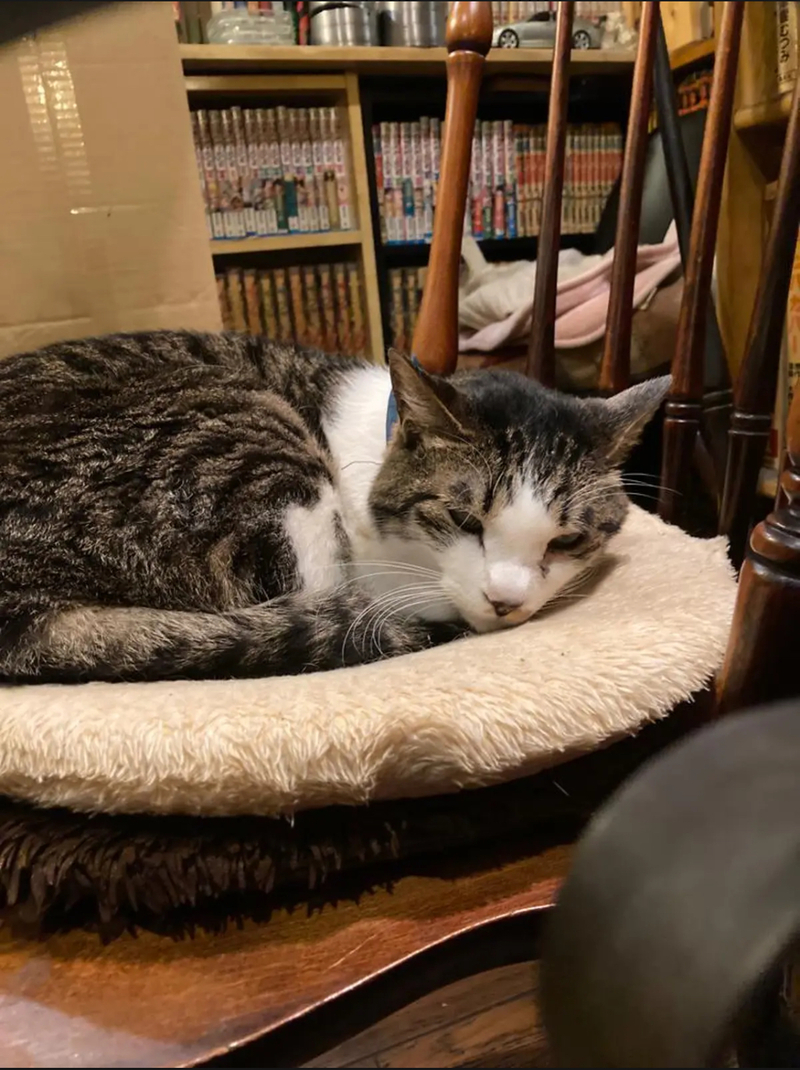 【7/7(火)新宿三丁目カフェアルル☕】20～30代限定・女性主催！レトロ猫カフェ・少人数夜会🐱✨