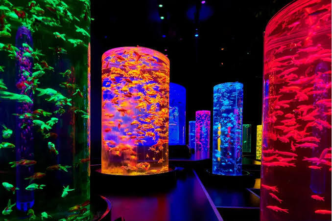 【浴衣DEお出かけ・銀座アートアクアリウム美術館🐠】幻想金魚の水中アート鑑賞｜初参加歓迎＆写真好き集まれ✨
