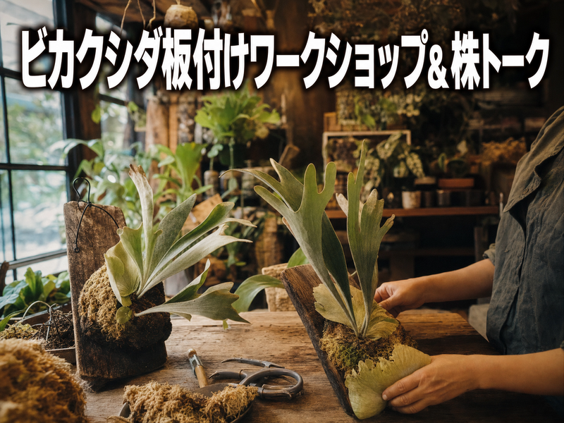 ビカクシダ板付けワークショップ&株トーク