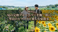 ​【町田】旬の完熟ブルーベリーを腹一杯に。里山のヒマワリと楽しむ夏散歩 🌻 🫐
