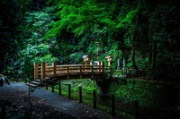 【30代・40代限定】都会のオアシスでリフレッシュ🌿等々力渓谷散歩🚶