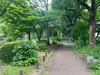 🚶🏻【日比谷公園】朝さんぽ と カフェトーク
