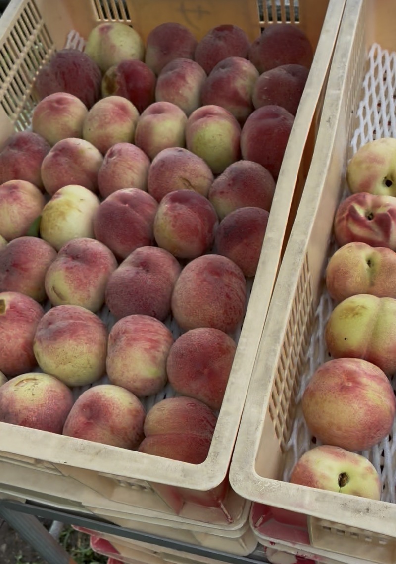 【7/12限定】石和温泉で桃狩り＆ほうとう🍑ワイン試飲と足湯を満喫！初夏の日帰り体験ツアー✨