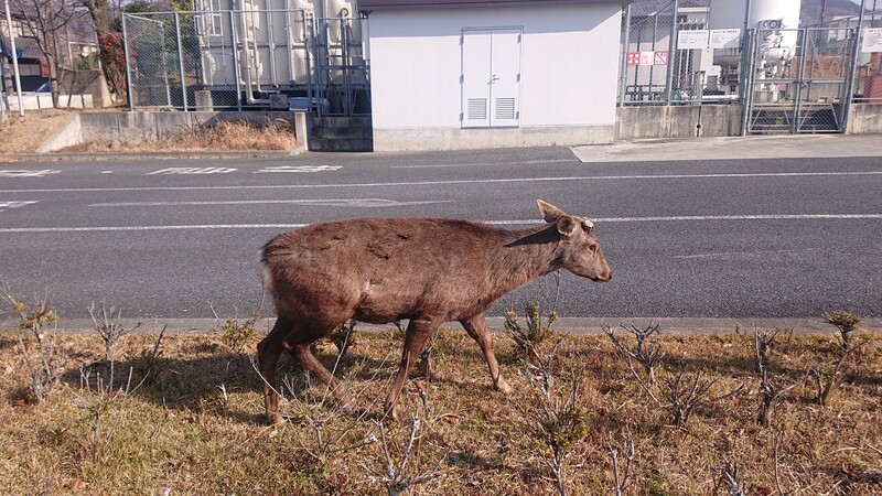 暑いけど奈良・春日大社周辺で鹿と触れ合おう😆😆