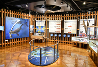 きしわだ自然資料館に行こう！🦕20代30代限定