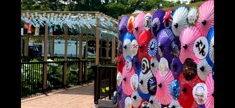 【上野公園で蓮の花観賞＆夏の風鈴さんぽ🎐朝活で癒やしのひとときを体験
