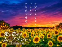 葛西臨海公園のひまわりとライトアップを見に行こう🌻