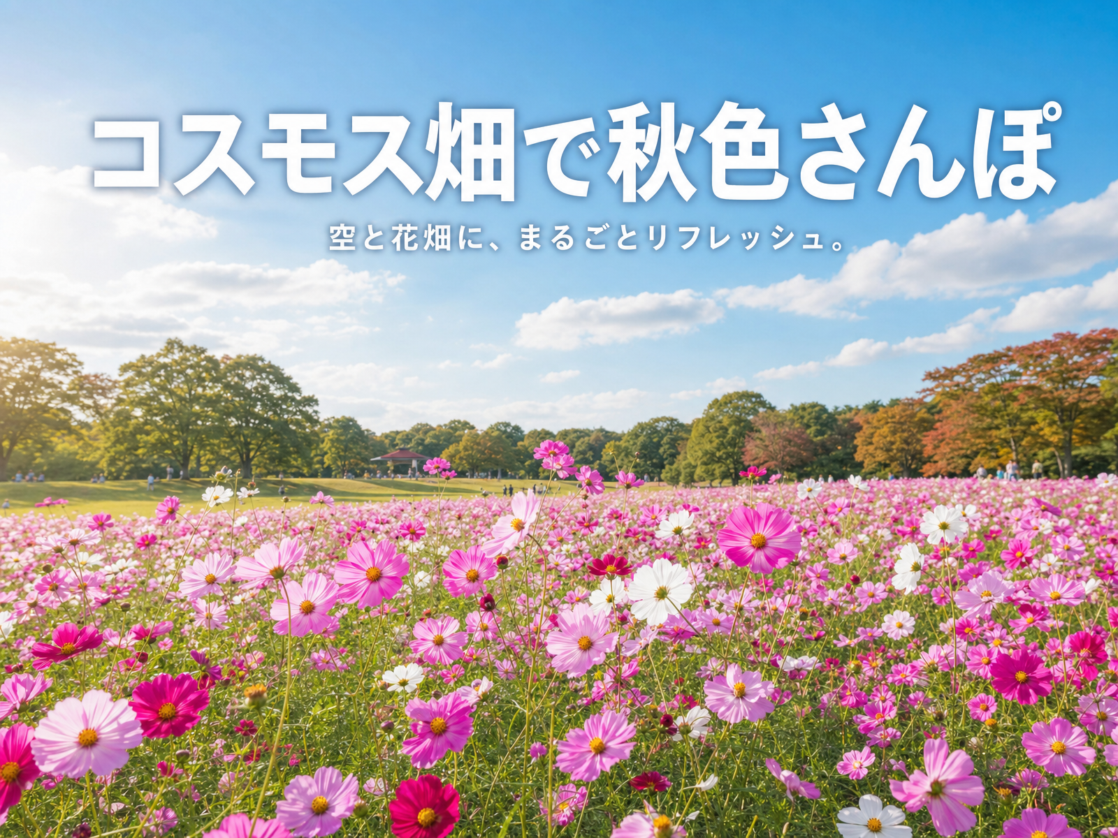 【花畑でリフレッシュ】昭和記念公園コスモスさんぽ🌼秋色ピクニック