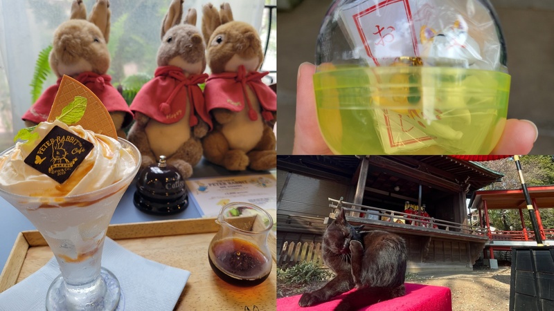 ピーターラビットカフェと猫ちゃんガチャで話題の自由が丘熊野神社にいこう！