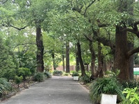 🚶🏻【日比谷公園】朝さんぽ と カフェトーク