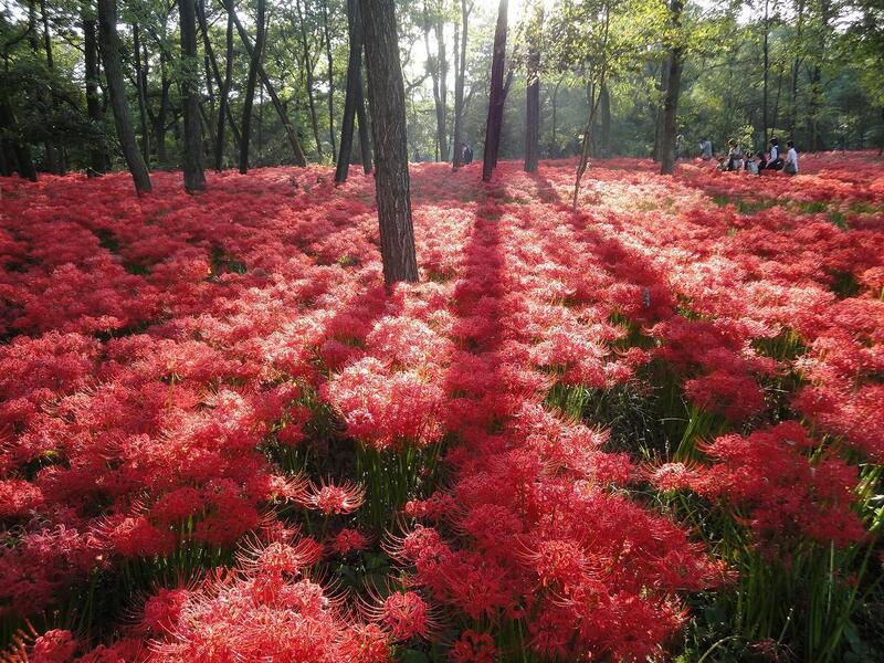 曼珠沙華祭り🏵️＆日和田山登山！初心者歓迎🔰圧巻の曼珠沙華の美しさと人気の低山縦走体験🪷


