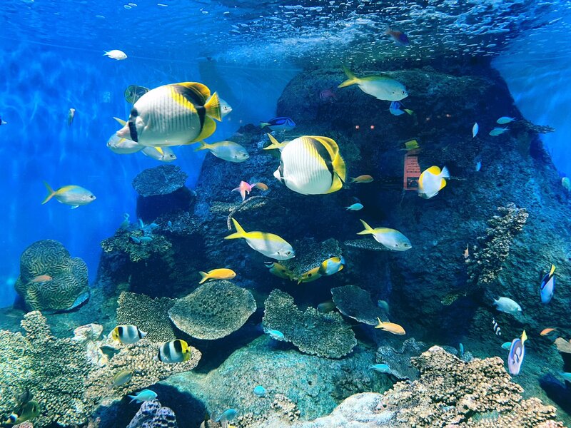 🐚しながわ水族館【真珠取り出し体験🫧】  ＼世界にひとつだけの“本物の真珠”を取り出してみませんか？／