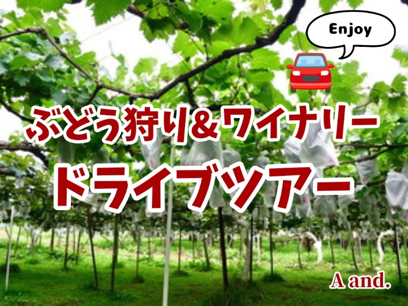 【彩り豊かな実りと余韻を贅沢に。ぶどう狩りとワイナリー巡り★ドライブツアー🚘️】