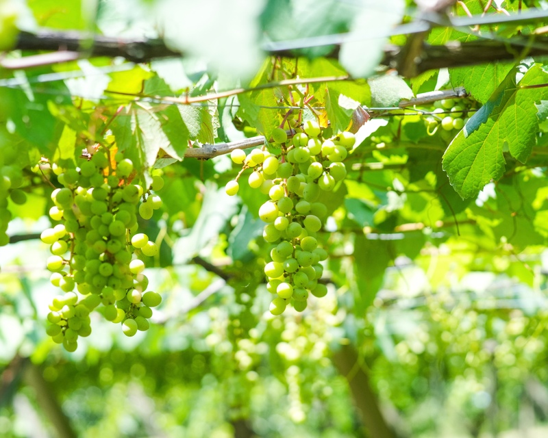 山梨ぶどう満喫の旅🍇&ほったらかし温泉♨️