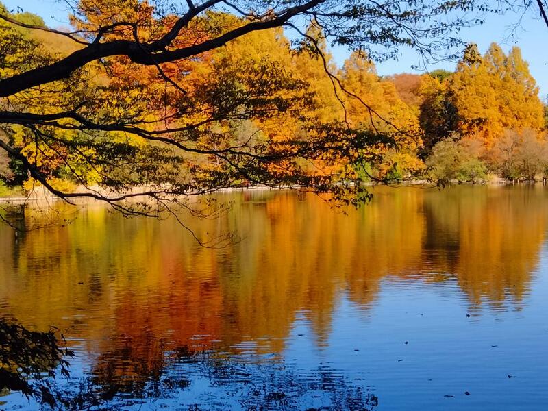 【30代中盤〜40代中心】石神井公園紅葉観賞散歩&イタリアンでランチ🍁