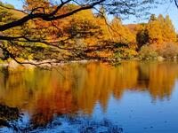 【30代中盤〜40代中心】石神井公園紅葉観賞散歩&イタリアンでランチ🍁