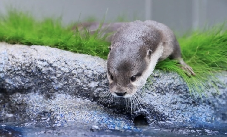 🌟池袋・水族館とランチ会🌟40代中心