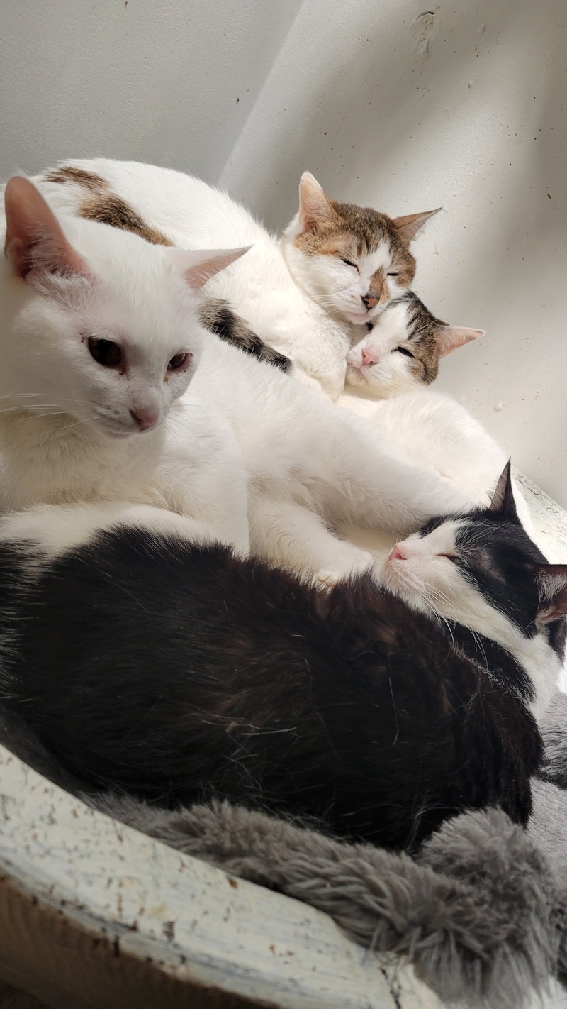 猫大好きな人集まれ❣️猫カフェ会😸