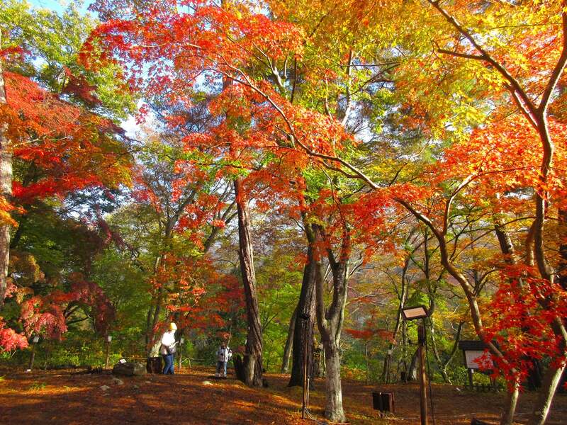 【11月22日日曜】たまトレ🐣秋の特別厳選企画〜秋の長瀞の紅葉🍁を感じながら、宝登山と石畳お散歩♪