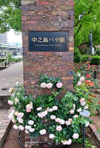 【9/5(土)開催】中之島バラ園🌹ウォーキング！