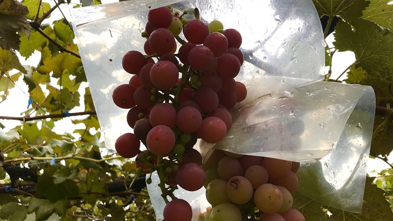 【30代中盤〜40代中心】西国分寺でぶどう狩り体験&ランチ🍇